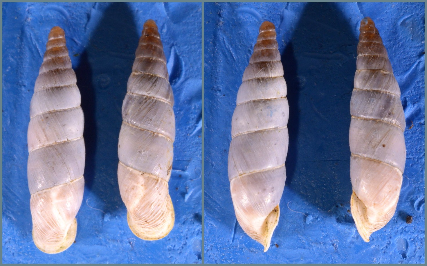 Leucostigma allo specchio